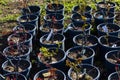 Rose seedlings on the field in the pot Royalty Free Stock Photo