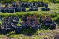 Rose seedlings on the field in the pot Royalty Free Stock Photo