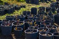 Rose seedlings on the field in the pot Royalty Free Stock Photo