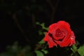 Rose seen at midnight in the community garden Royalty Free Stock Photo