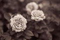 Rose sepia stylization. Black and white smooth bokeh with flowers.