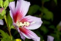 Rose of Sharon