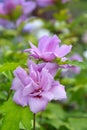 Rose Of Sharon Ardens Royalty Free Stock Photo