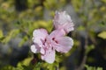 Rose Of Sharon Ardens