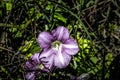 Rose of Sharon Blossom at Reid State Park