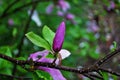 Rose of Sharon bud and flower on the bush Royalty Free Stock Photo