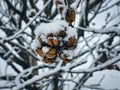 Rose of Sharon Buds in the Sun: Unopened flower buds from a rose of sharon bush, brown and covered in snow on a winter day in this Royalty Free Stock Photo