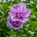 Rose of Sharon bush closeup Royalty Free Stock Photo