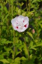 Rose Of Sharon China Chiffon Royalty Free Stock Photo