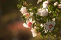 Rose of sharon closeup located on the Yakima Indian reservation during summer Royalty Free Stock Photo