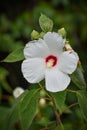 Rose of Sharon Flower Blooming Royalty Free Stock Photo