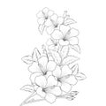 rose of sharon flower doodle line art coloring book page of vector graphic design