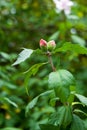 Rose of Sharon hibiscus Royalty Free Stock Photo
