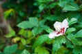 Rose of Sharon hibiscus