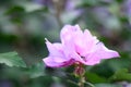 Rose of Sharon Hibiscus syriacus Ardens double-flowered pink Royalty Free Stock Photo