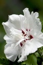 Rose of Sharon - Hibiscus syriacus - Morning Star Royalty Free Stock Photo