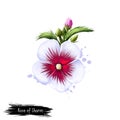 Digital art illustration of Rose of Sharon isolated on white. Hand drawn flowering bush Hibiscus syriacus. Colorful botanical