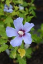 Rose Of Sharon Marina