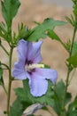 Rose Of Sharon Oiseau Bleu Royalty Free Stock Photo