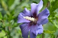 Rose Of Sharon Oiseau Bleu