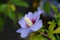 Rose Of Sharon Oiseau Bleu