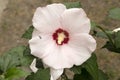 Rose of Sharon `Red Heart` pale pink flower with ant.