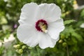 Rose of Sharon `Red Heart` white flower with bumblebee. Royalty Free Stock Photo