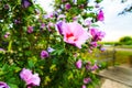 Rose of Sharon Royalty Free Stock Photo