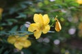 Rose of Sharon yellow flower in close up Royalty Free Stock Photo