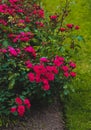 Rose, shrub roses, flowers