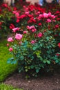 Rose, shrub roses, flowers