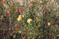 Rose shrubs inside Powerscourt Estate, County Wicklow - Ireland nature tourism - No. 3 garden in world Royalty Free Stock Photo