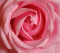 Rose single pink bloom Royalty Free Stock Photo