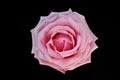 Rose single pink bloom Royalty Free Stock Photo