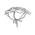 Rose sketch. Black outline on white background. Royalty Free Stock Photo