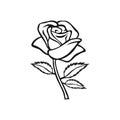 Rose sketch. Flower design element. Vector illustration. Elegant floral outline design. Gray symbol isolated on white background.