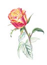 Rose, sketch pencil on white background, isolated with clipping path.
