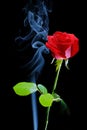 Rose and smoke on black background