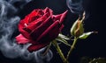 rose in smoke on a black background. Selective focus. Royalty Free Stock Photo