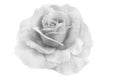 Rose soft focus texture Royalty Free Stock Photo