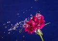 Rose and splashes of water fly