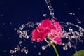 Rose and splashes of water fly