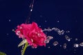 Rose and splashes of water fly