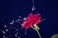 Rose and splashes of water fly