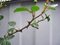 A rose stalk with thorns.