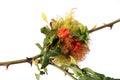 Rose Stem gall wasp.