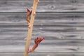 Rose stem with sharp spikes on a blurred wooden background Royalty Free Stock Photo