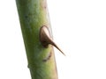 Rose stem with single prickle side view isolated