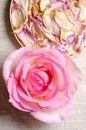 Rose still life with blossom and dried petals in a balsa lid over linen Royalty Free Stock Photo