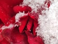 Rose strong dark red colored overblown snow-covered in late november in macro view Royalty Free Stock Photo